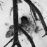 Безработного сельчанина подозревают в браконьерстве - Kurgan.Ru