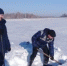 В Курганской области отмечена хорошая перезимовка озимых культур - Департамент сельского хозяйства