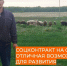 Соцконтракт помог семье Струниных из зауральской деревни заняться разведением овец - Телеканал Зауралье