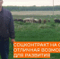 Соцконтракт помог семье из зауральской деревни заняться разведением овец - Новый мир