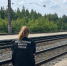 В Курганской области поезд сбил двух пенсионерок: одну насмерть - Область 45