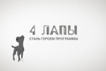 «Хочу в телевизор»: зауральские питомцы могут стать героями программы «4 лапы»