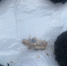 IMG-20250814-WA0004 - УМВД Курганской области