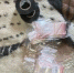 В Кургане полицейские изъяли крупную партию синтетических наркотиков - Новый мир