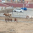 В сёлах Звериноголовского округа по благоустроенным территориям свободно гуляют коровы - Новый мир