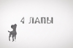 В Кургане спасают подстреленных животных и ищут новый дом брошенным кошкам и собакам