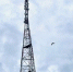 Мобильный интернет LTE пришел в деревни на юге Курганской области - Область 45