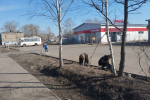 Общегородской субботник: курганцы наводят чистоту после зимы