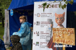 Три котёнка обрели хозяев на благотворительном фестивале «Дай лапу!» в Кургане