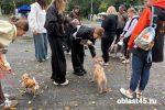 Три котёнка обрели хозяев на благотворительном фестивале «Дай лапу!» в Кургане