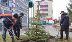 Улицы Кургана украсили кизильником, голубыми елями и берёзами
